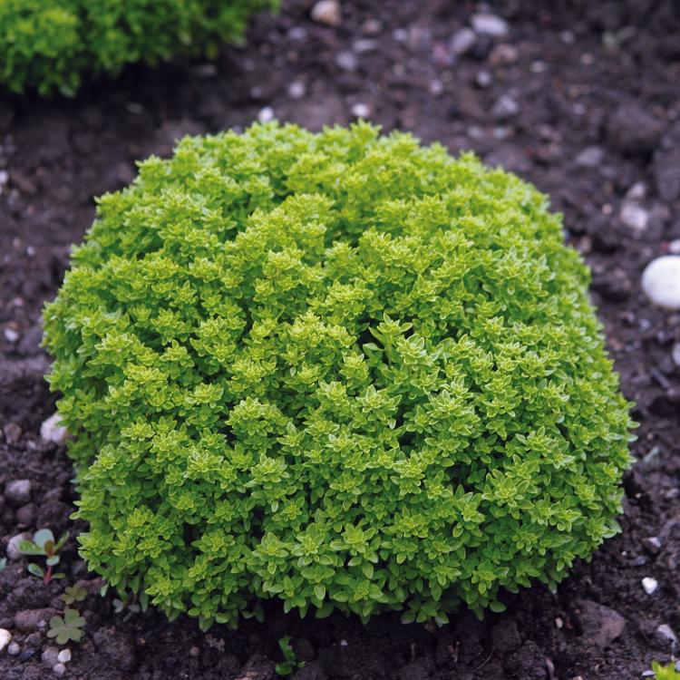 Basilic Fin vert - pot 1L