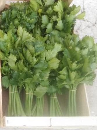 Celeri Branche (Doudoutière)