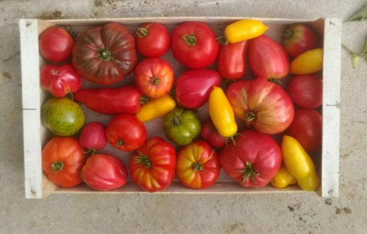 Tomates COLIS de 10 KG (Doudoutière)