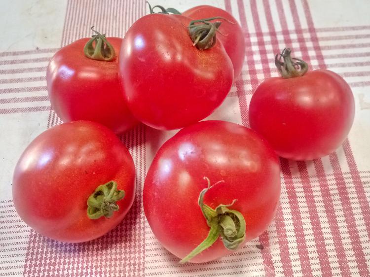 Tomates "classiques" rondes rouges 500g (Potager de Sophie)