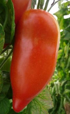 Tomate Andine des Fontenelles - Motte