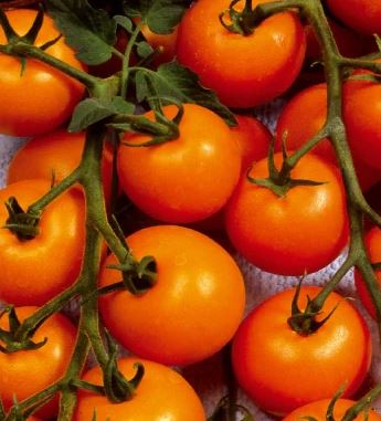 Tomate cerise Sauvage Orange - Motte