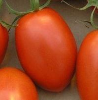 Tomate de Berao Rouge - Motte