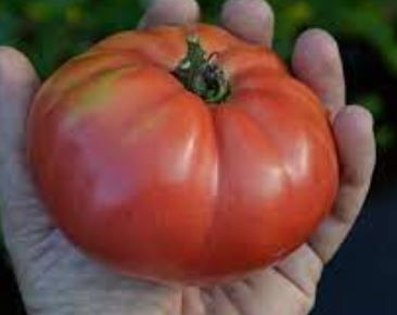 Tomate Géante d'Orenbourg - Motte
