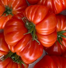 Tomate Marmande - Motte