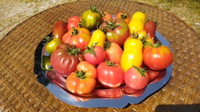 Tomates variétés anciennes (Doudoutière)