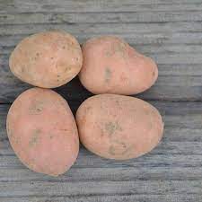 Pommes de terre de conservation chair tendre - Origine : Bignan