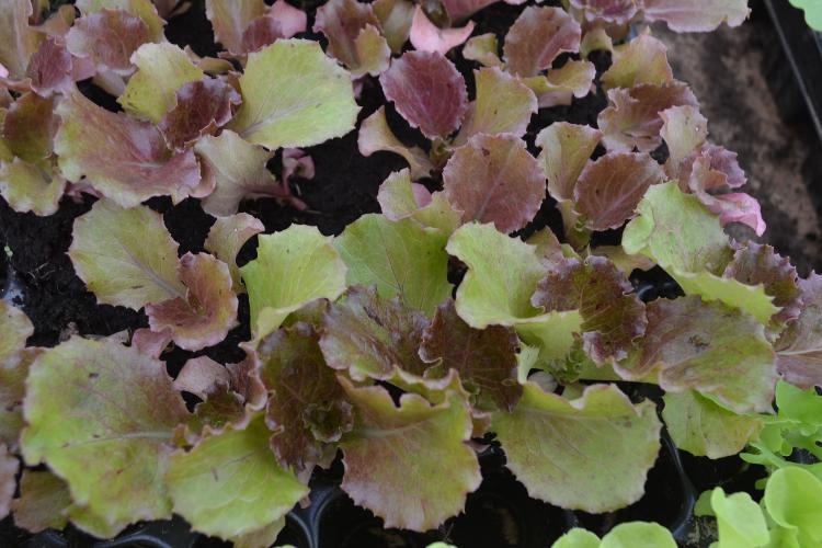 Plant de salade batavia rouge