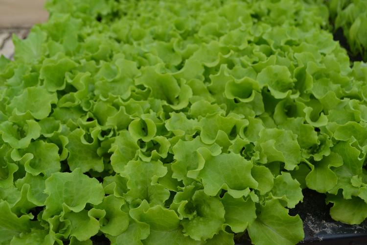 Plant de salade batavia verte