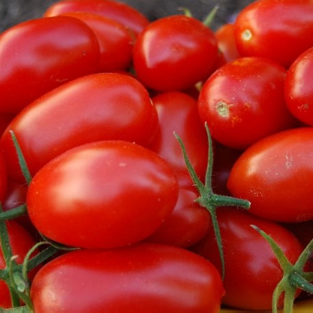 Tomates ovales au kg