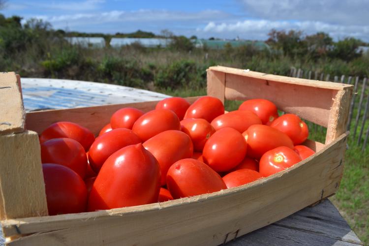 Tomates ovales - pour coulis : 5kg