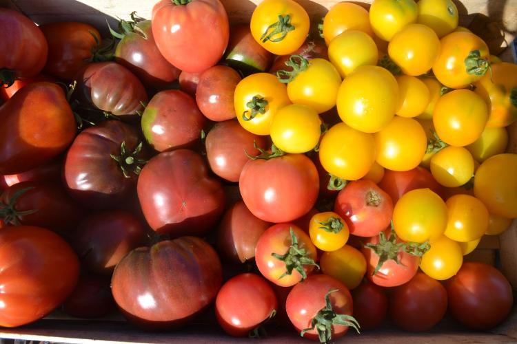 Tomates variétés anciennes