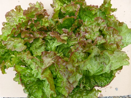 Salade - Batavia rouge