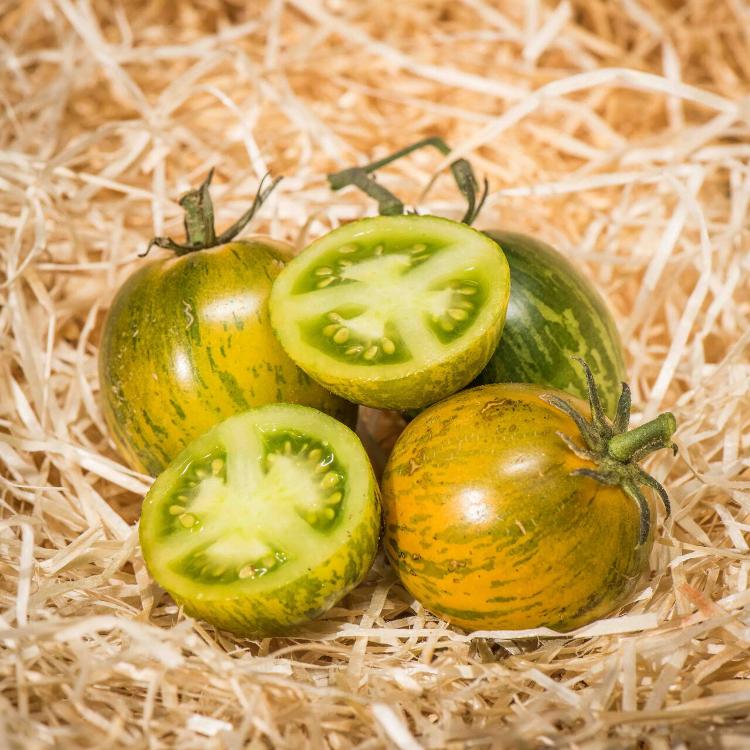 Tomate ancienne "Green Zebra"