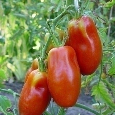 Tomate ancienne "Andine cornue"