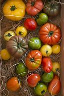 Tomates variétés anciennes de Françoise