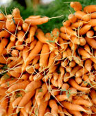 La carotte de Chantenay