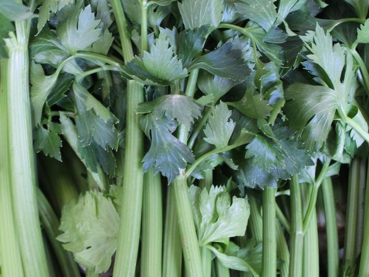 Celeri branche -50%