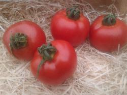 tomates rondes rouges ou jaunes