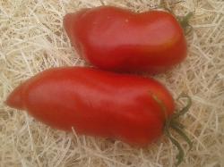 Tomates anciennes : cornue des Andes