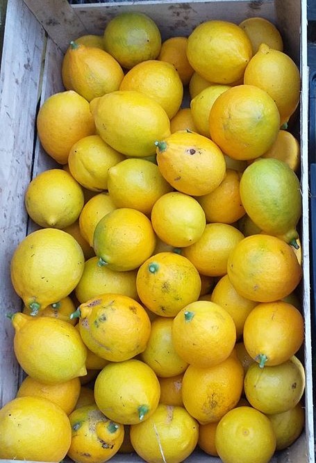 citron meyer