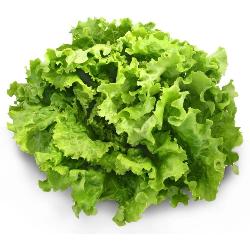 salade : batavia verte