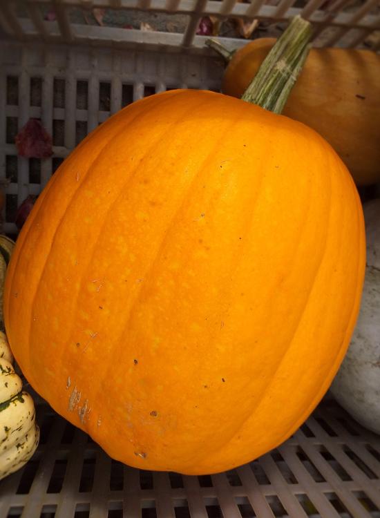 courge d'Alloween