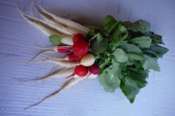 radis botte-Légumes de Blot- retiré
