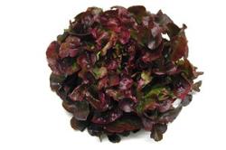 salade : feuille de chêne rouge