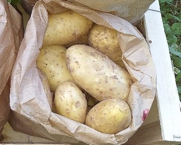 Pommes de terre : Allians, récolte 2021 (chair ferme)