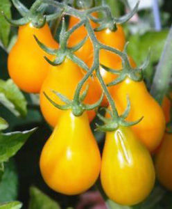 tomates cerises poire jaune