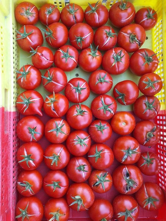 colis de tomates  prix malin (anciennes et rondes, à cuire dès réception)