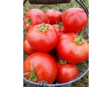 Tomates rondes 