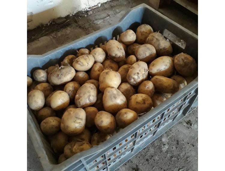 Pommes de terre Nouvelles- 1kg