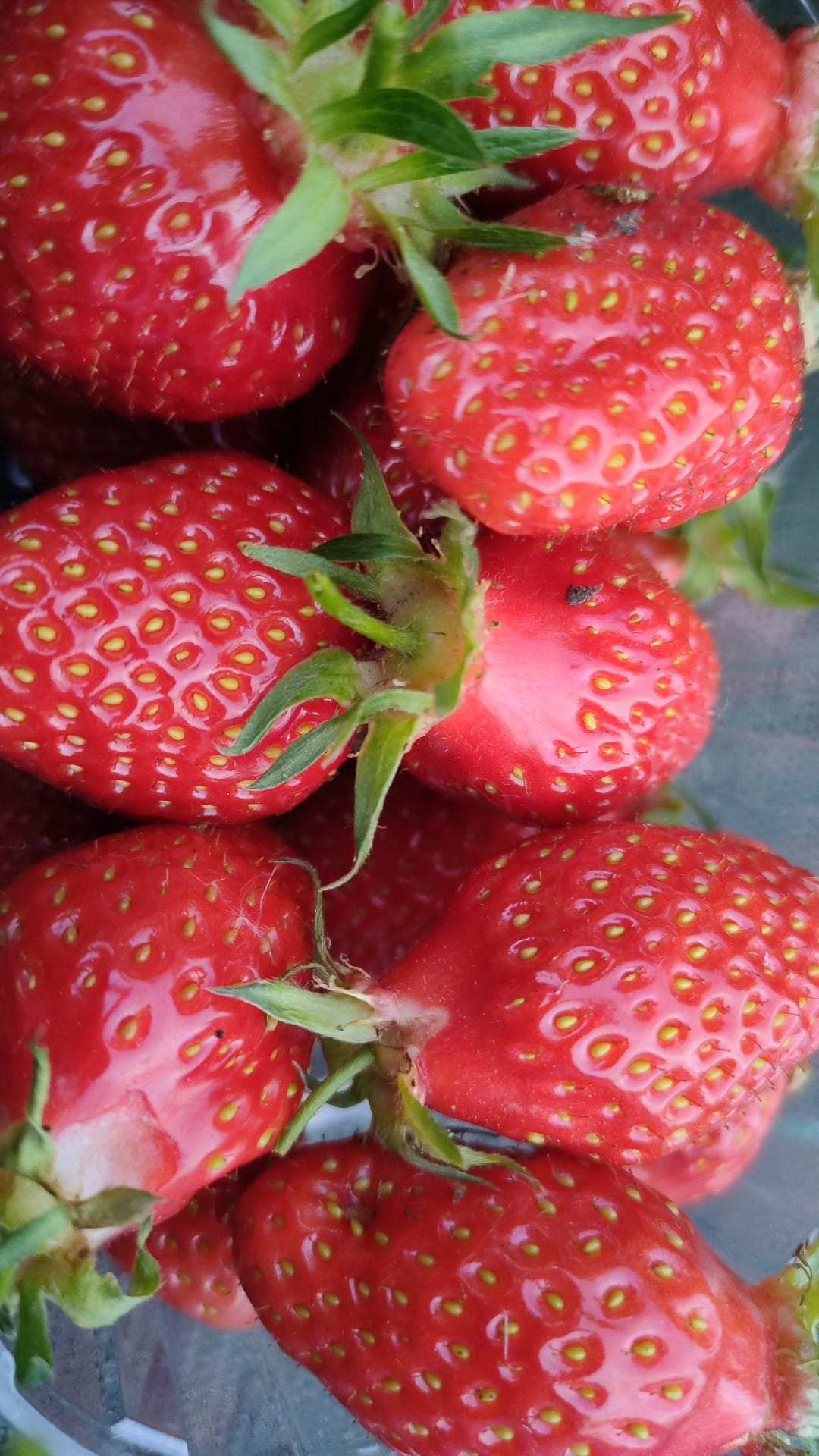 fraises_bio_panier_des_pres_agriculture_biologique_engagee_permaculture_commande_paniers_bio_et_locaux_culture_local_biologique_produits_bio_locaux