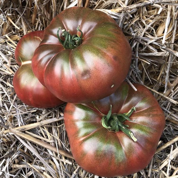 Tomate black from Tula
