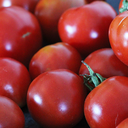 Tomates précoces Mix
