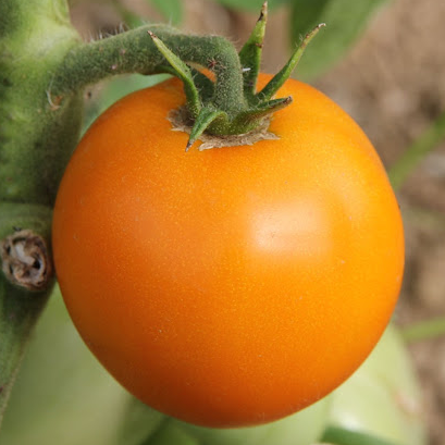 Tomate orange Queen