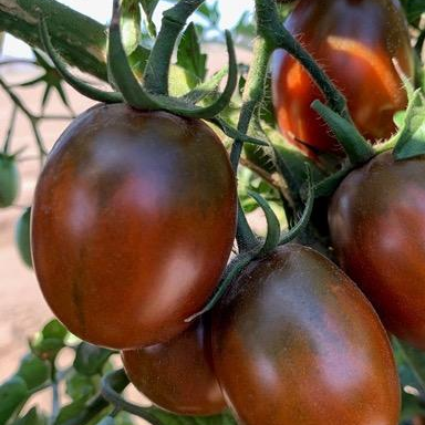 Tomate Prune russe noire