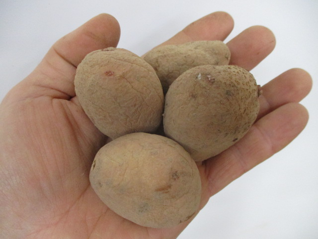 Pomme de terre "Carolus" GRENAILLE  - chair mixte