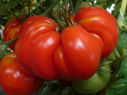 Jus de Tomates 100% tomates anciennes 500ml