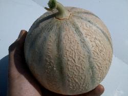 Melon type charentais petit