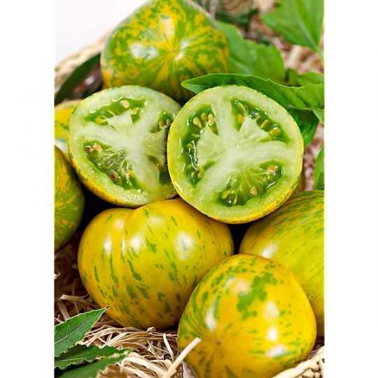 Plant de tomate 'Green Zebra' (saveur de vraie tomate, excellente en salade)