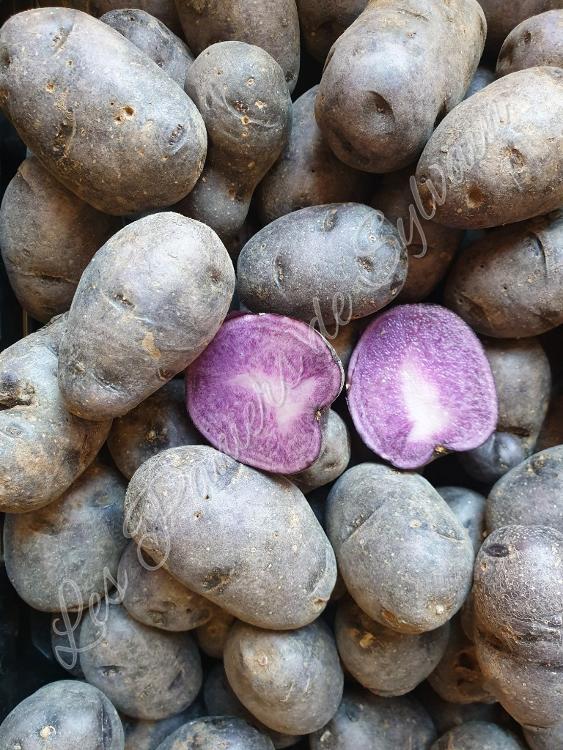 Grenaille violette - Agriculture biologique