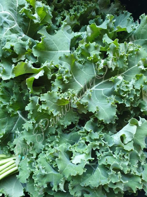 Chou Kale - Agriculture biologique