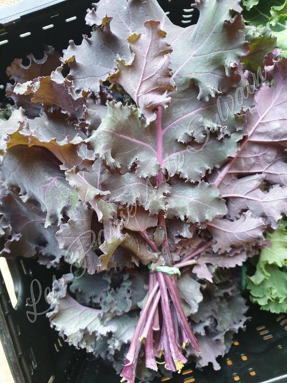 Chou Kale violet - Agriculture biologique