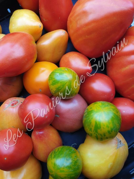 Tomates mélange couleur 3 kg - Agriculture Biologique