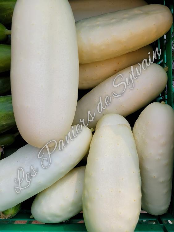 Concombre blanc - Agriculture Biologique