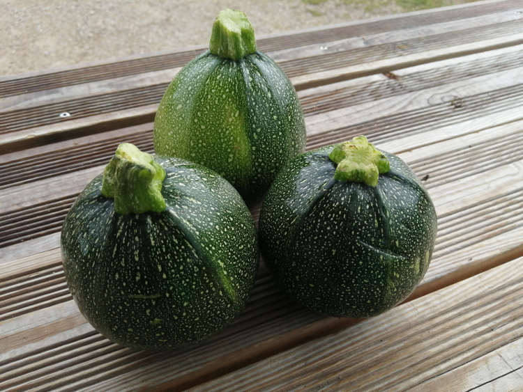 COURGETTE RONDE