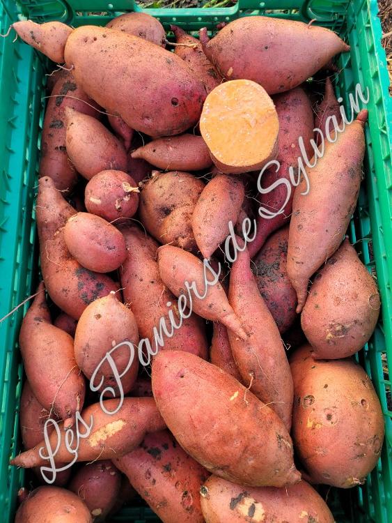 Patates douces 2,5 kg - Agriculture biologique